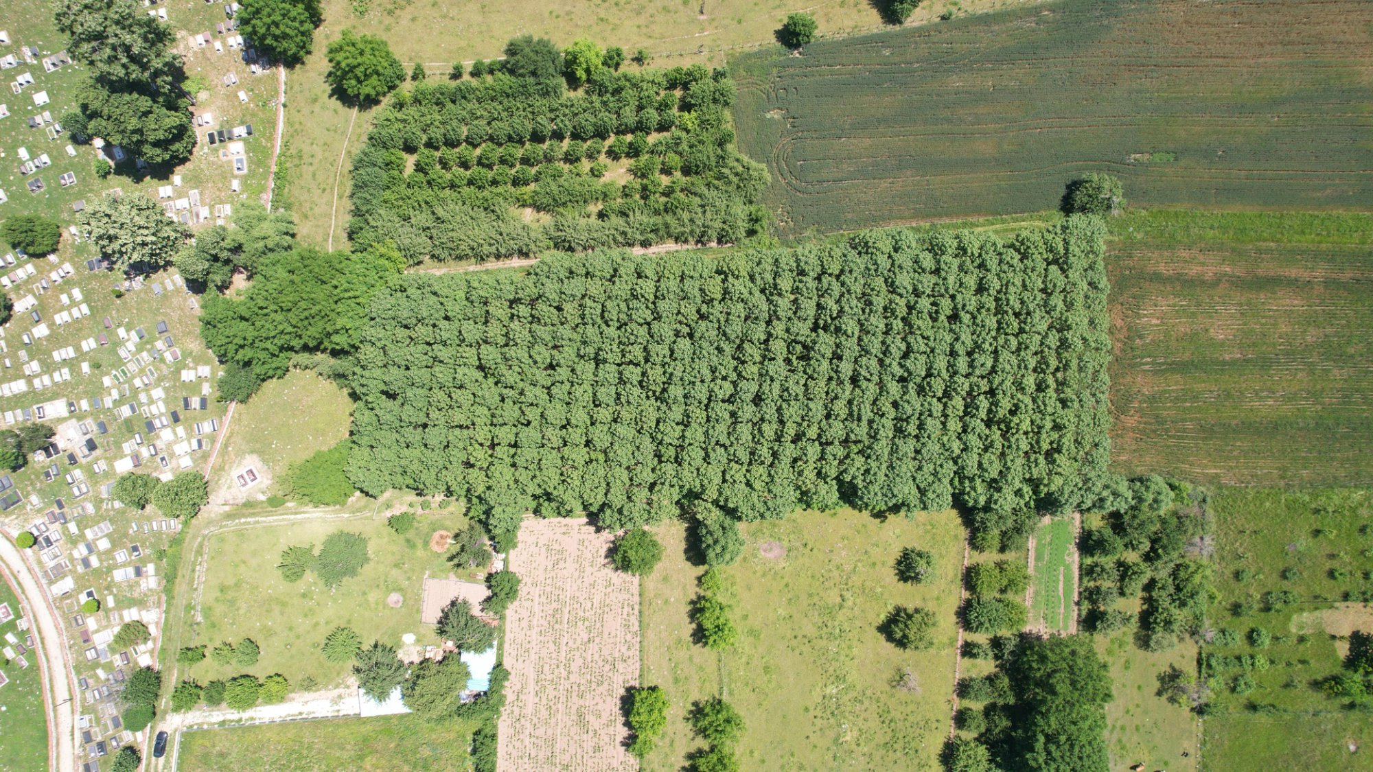 Greenchild Plantage — Draufsicht Kosovo