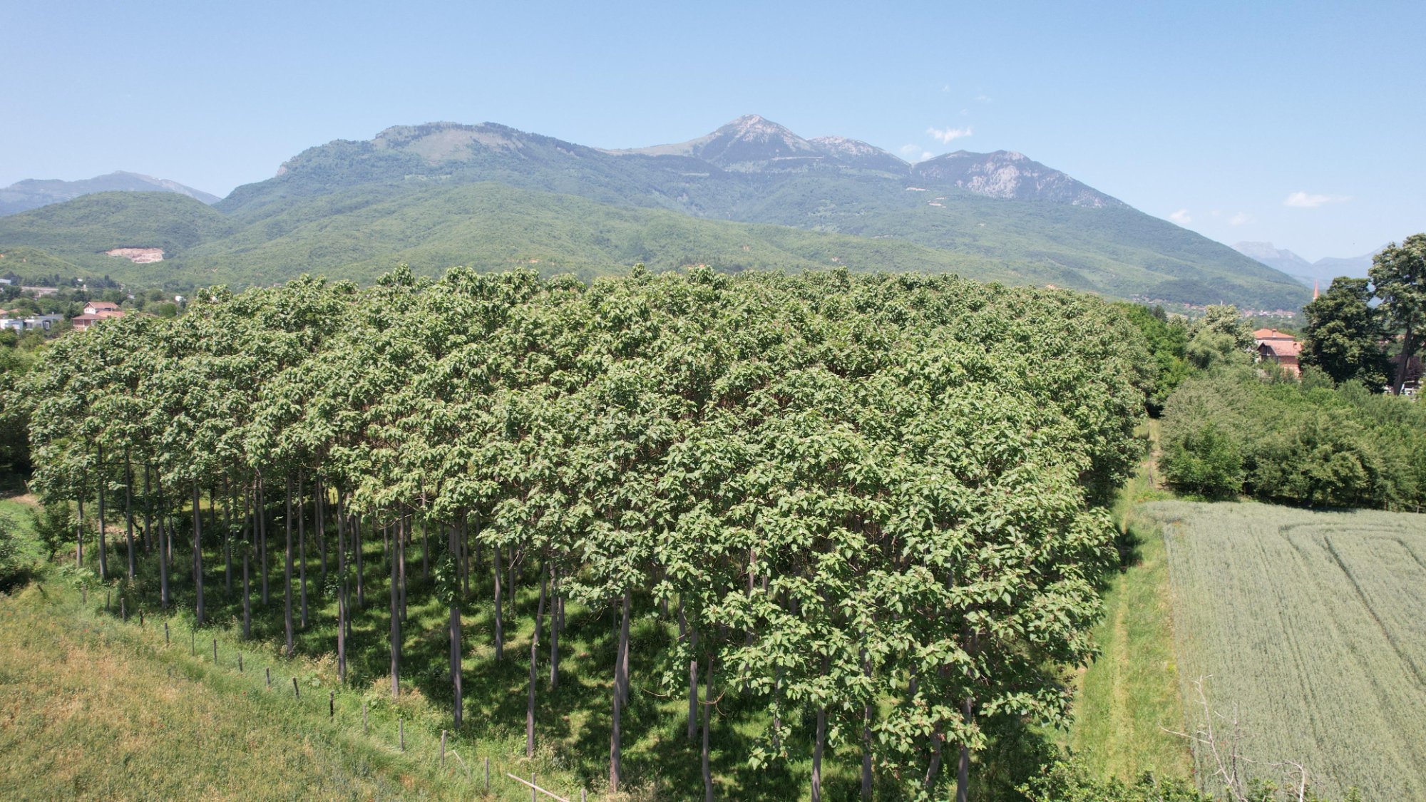 Greenchild Paulownia plantation